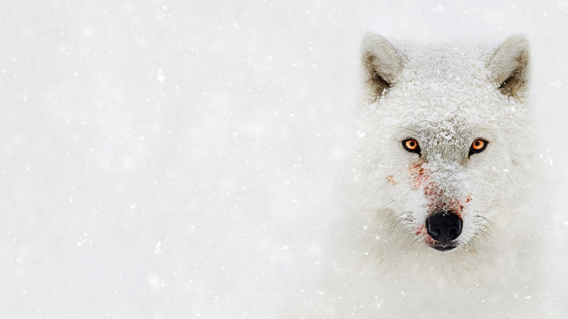 Bear Grylls: la legge del più forte