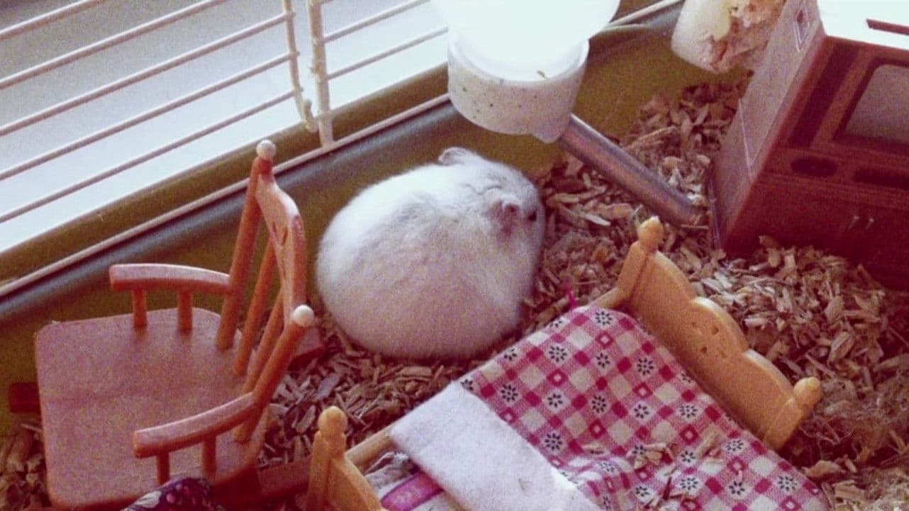 Nymphomaniac - Volume 1