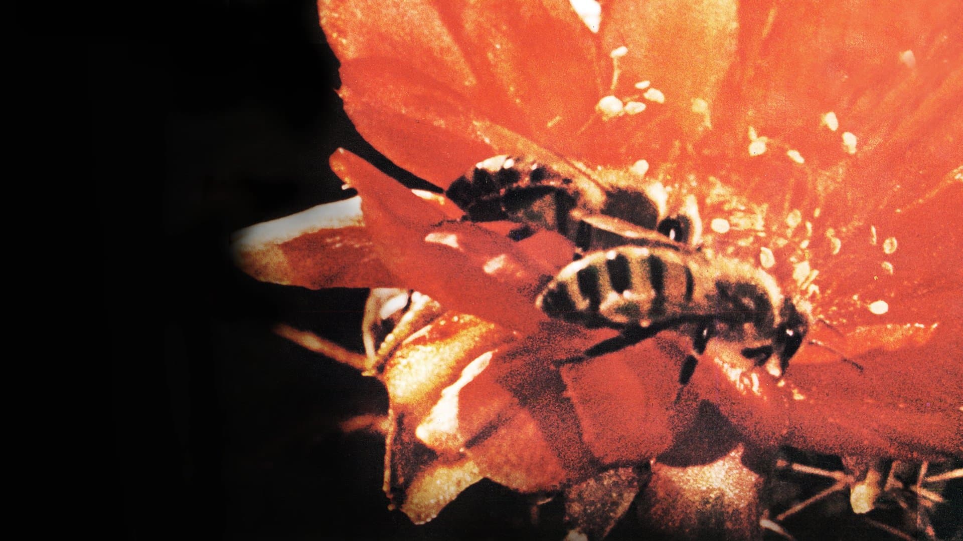 I segreti della natura