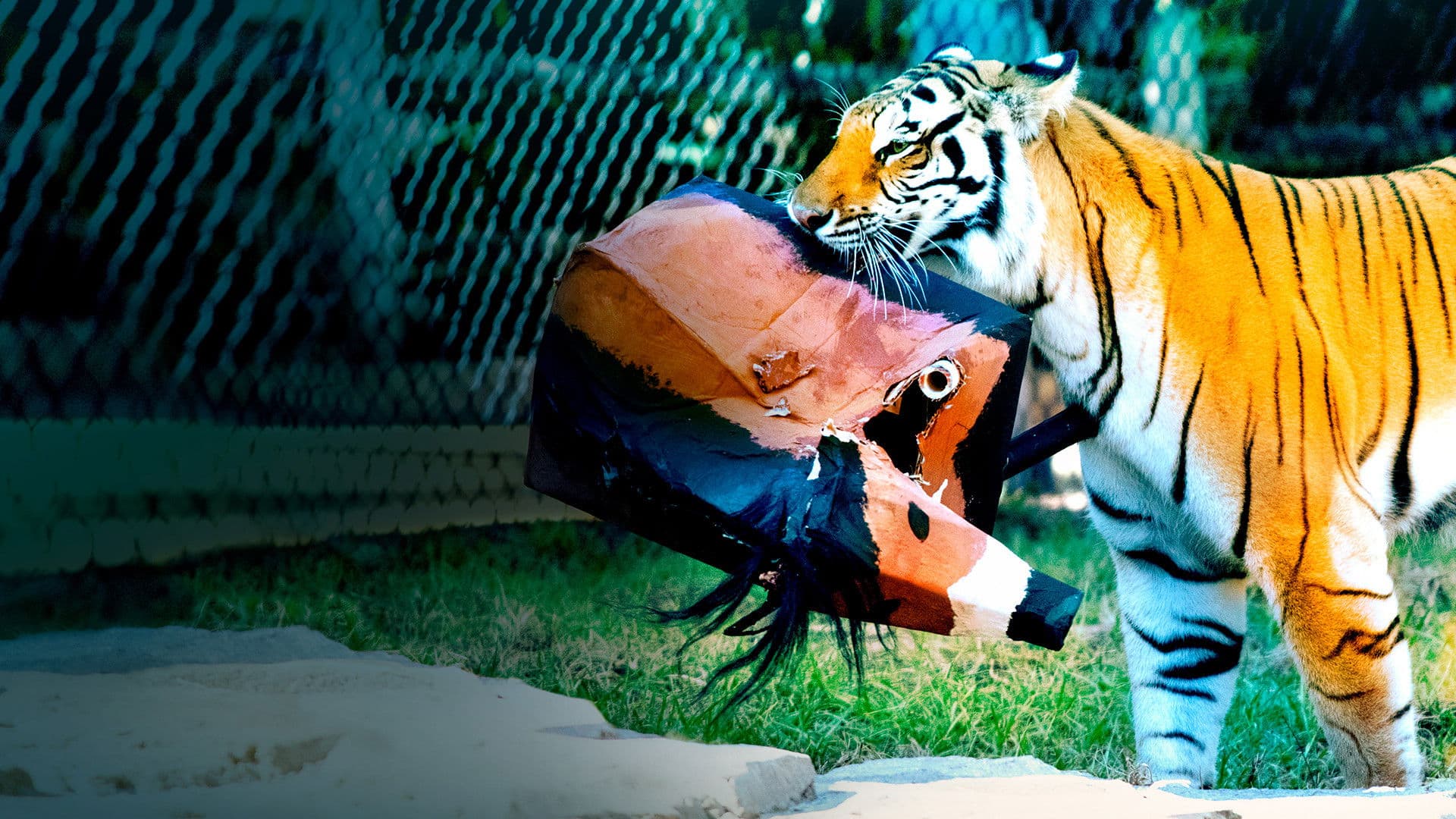 Felini: Sfida Finale