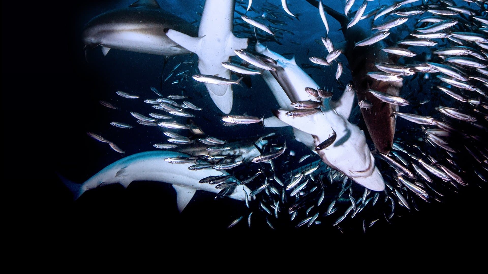 A tavola con gli squali