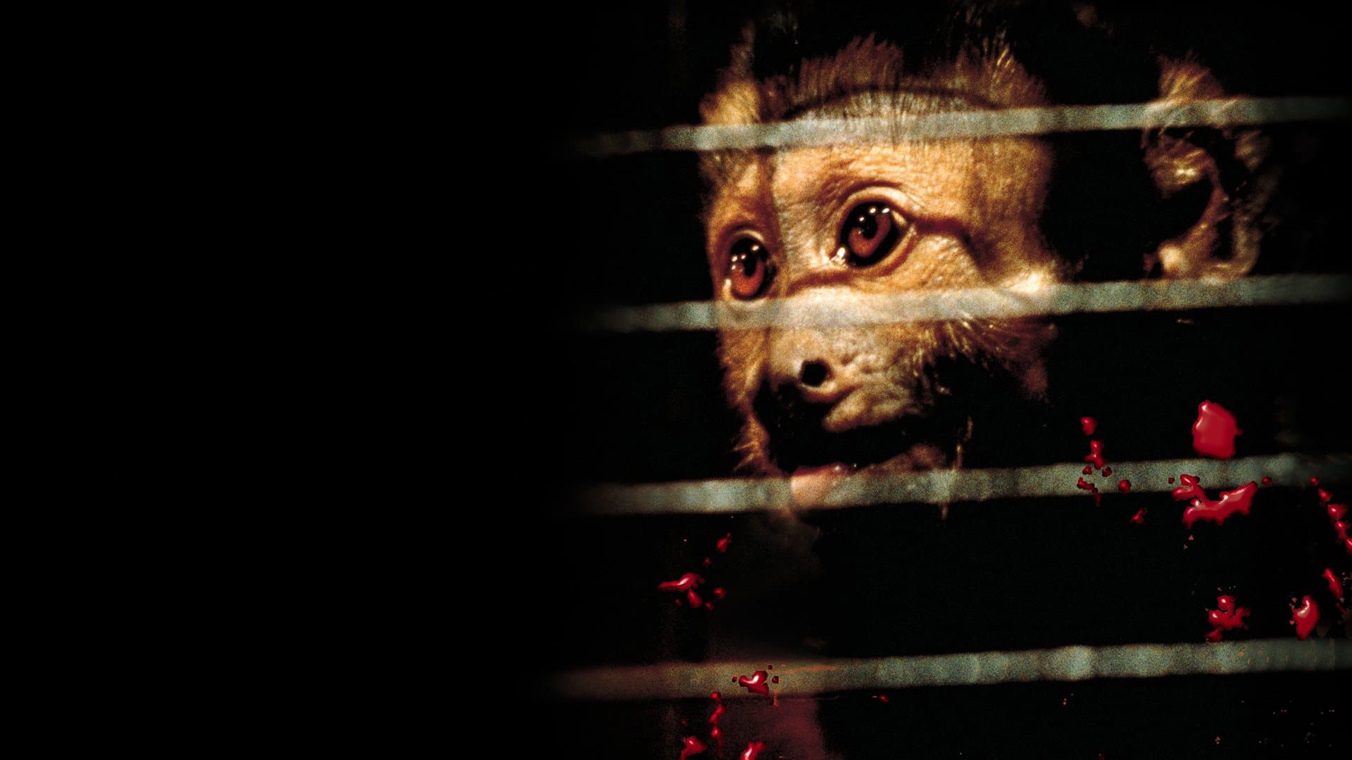 Monkey Shines - Esperimento nel terrore