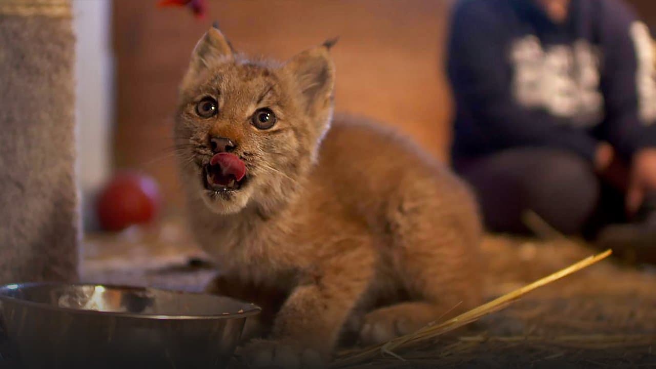 Alaska: Missione Animali