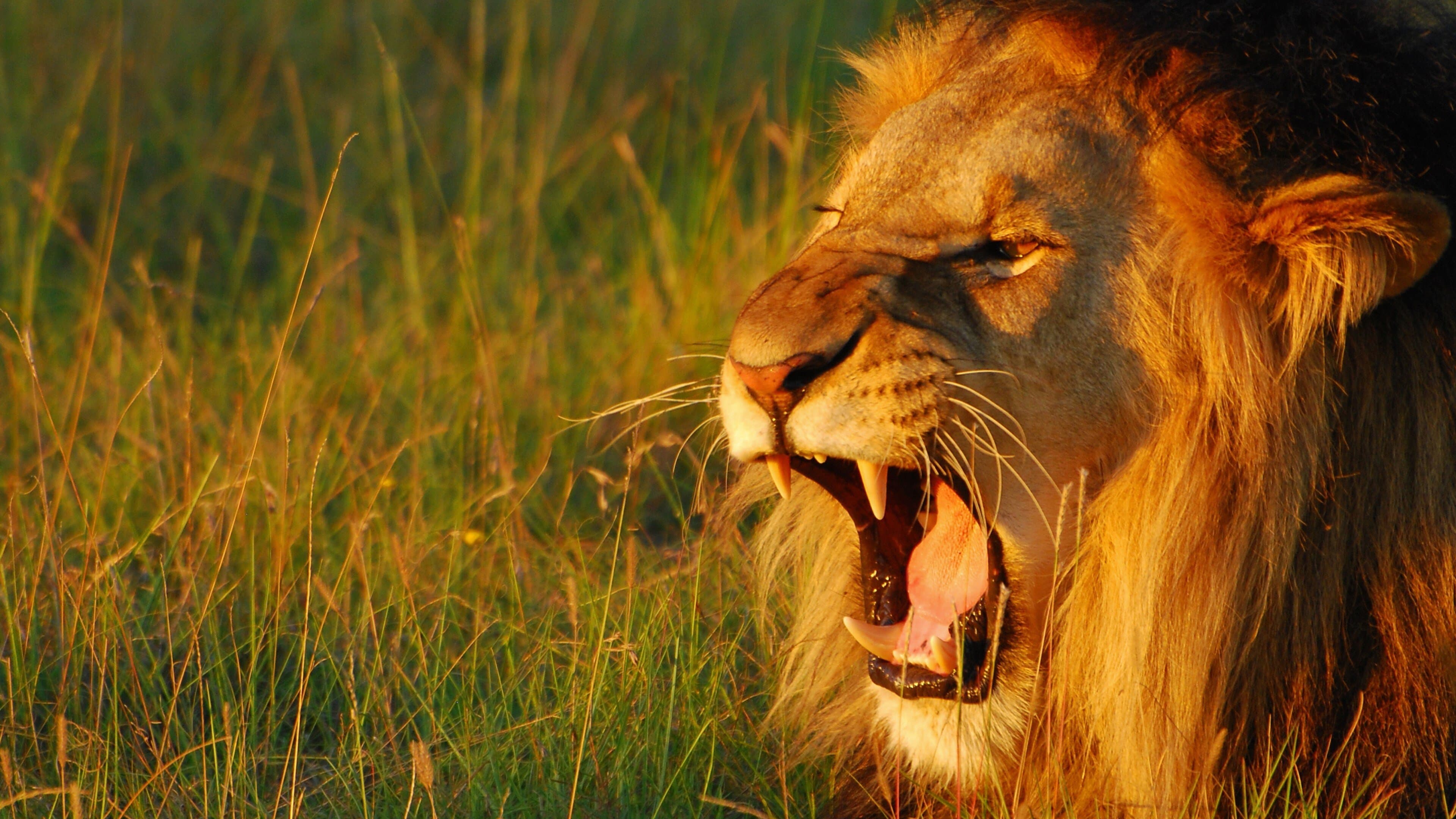 I suoni segreti della natura con David Attenborough