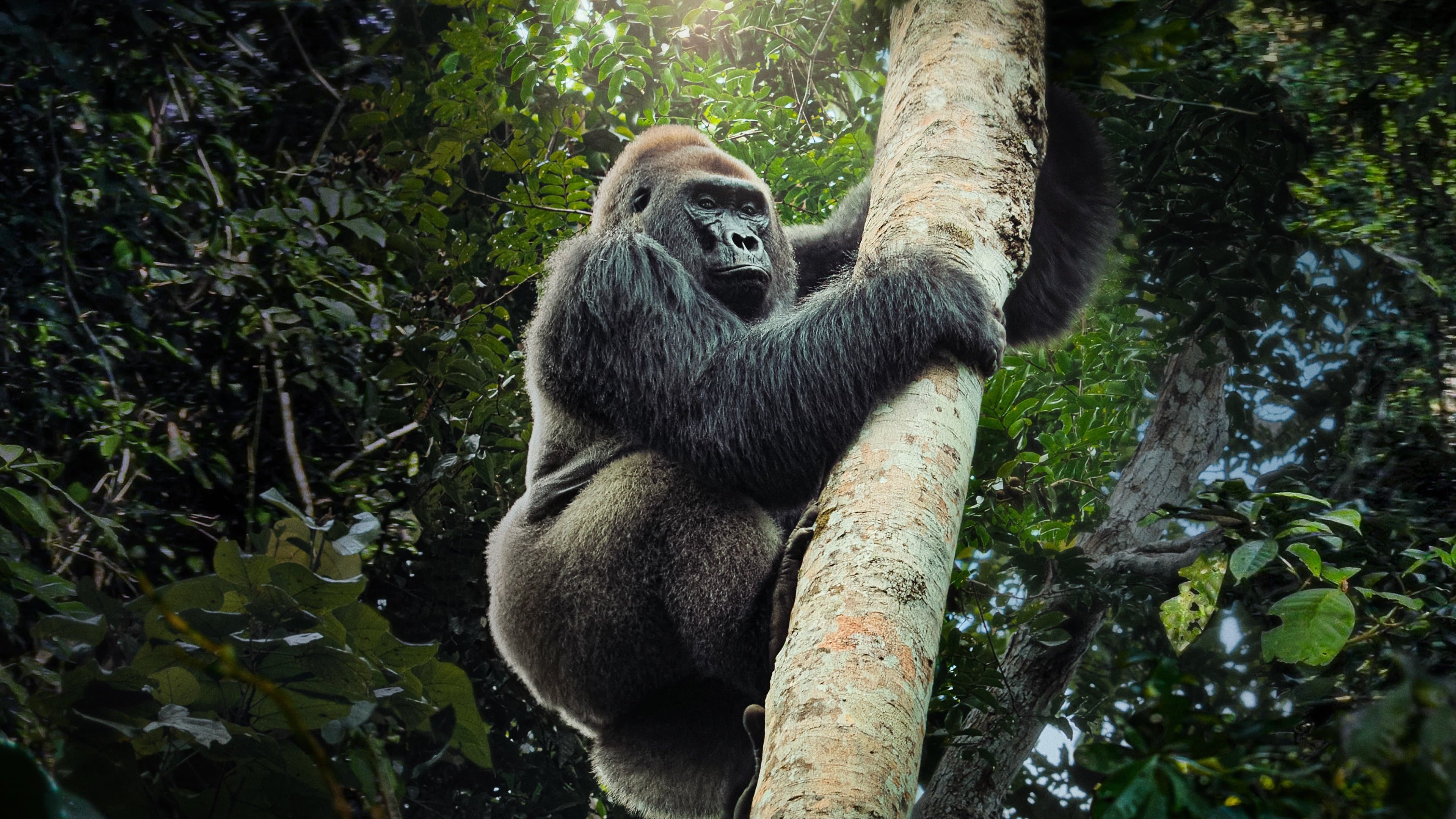 Big Beasts - Maestose creature