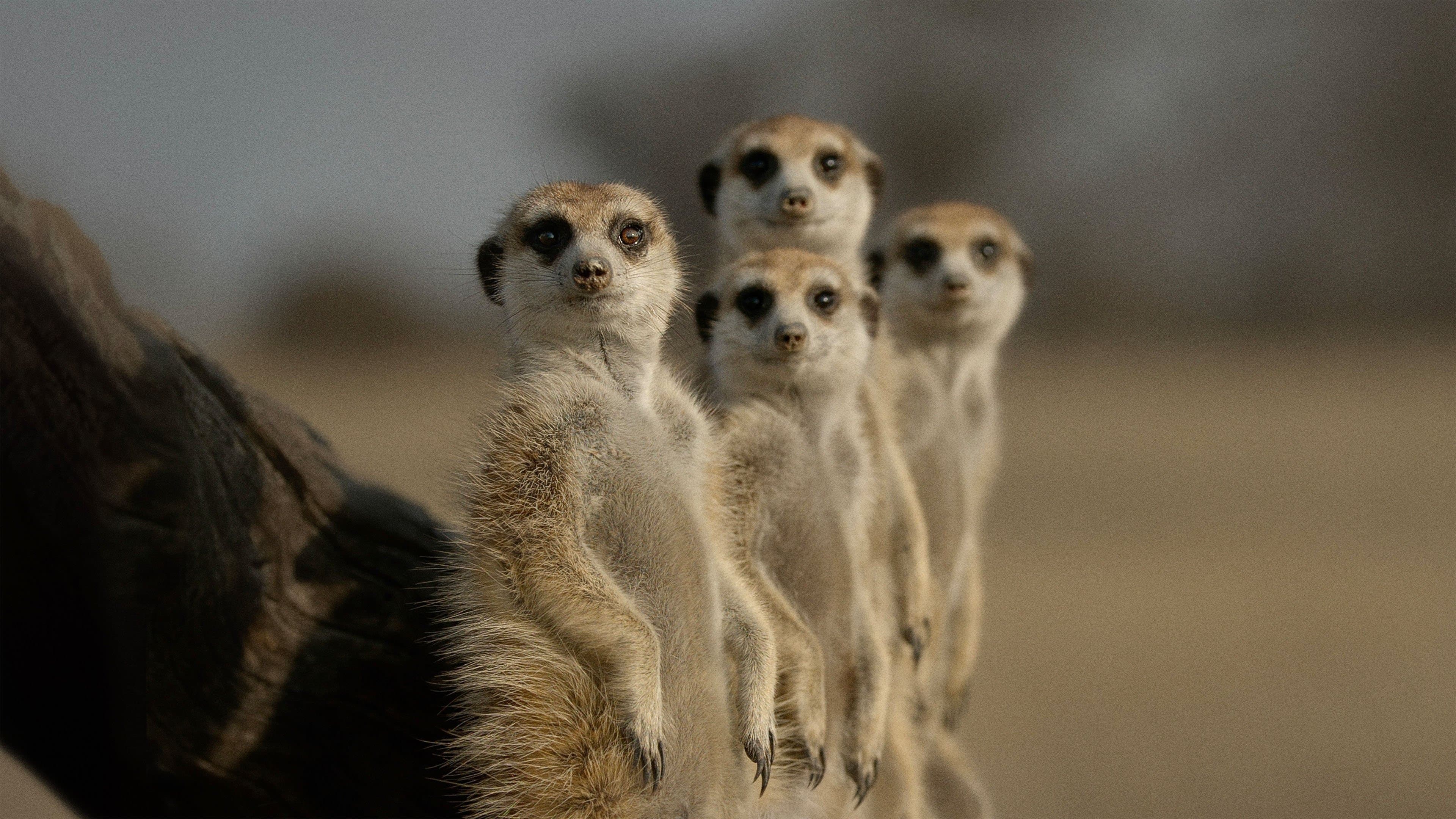 I segreti degli animali