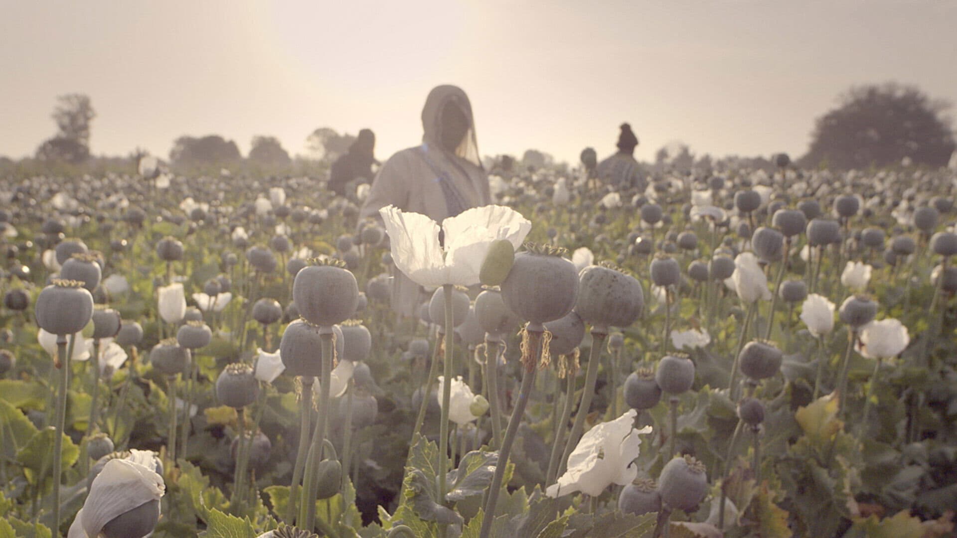 Big Pharma: Il Crimine Del Secolo