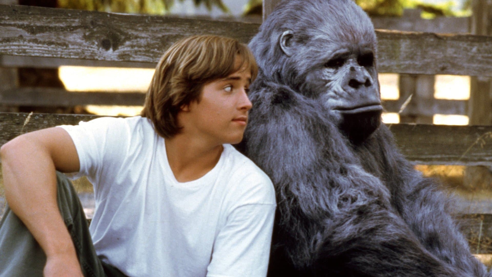 Una gorilla per amica