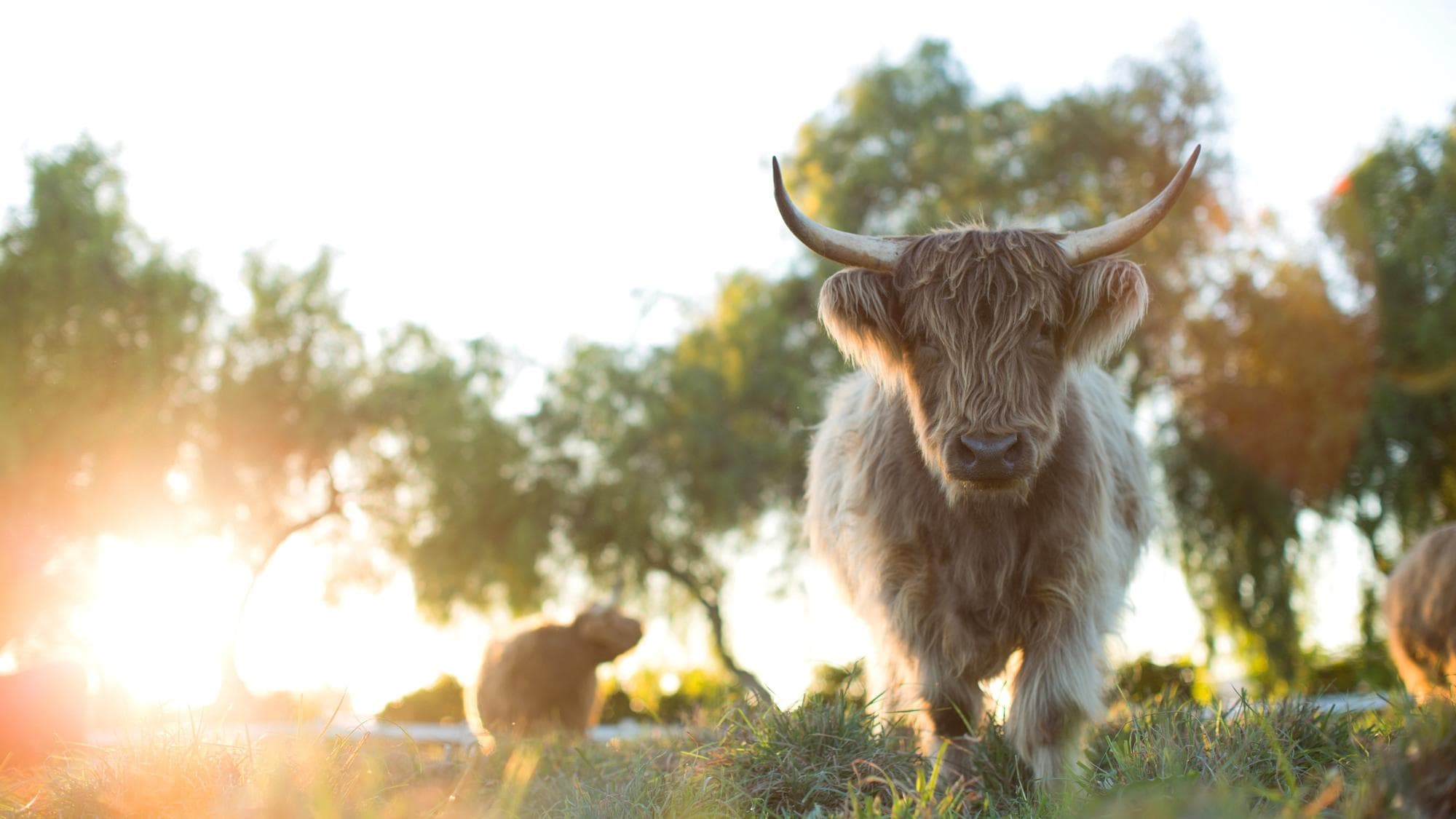 Ritorno alla fattoria dei nostri sogni