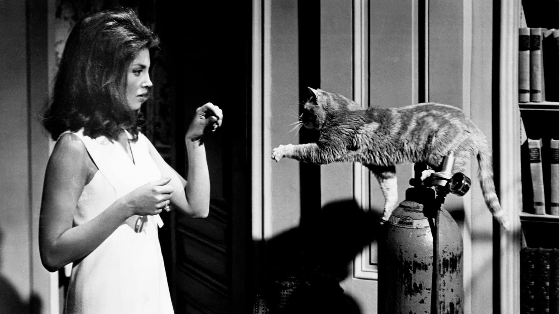 Il terrore negli occhi del gatto