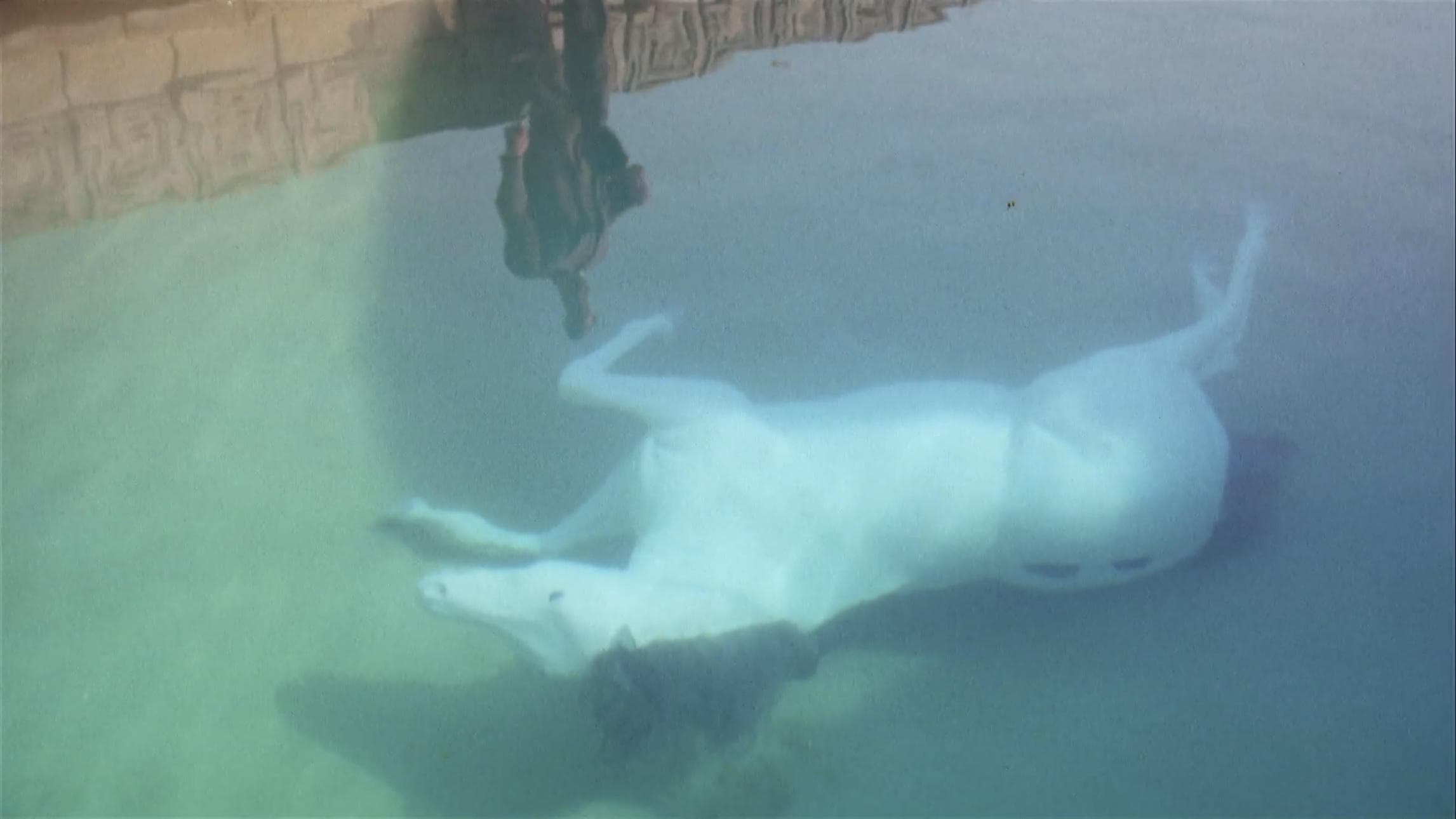 Il giorno della locusta