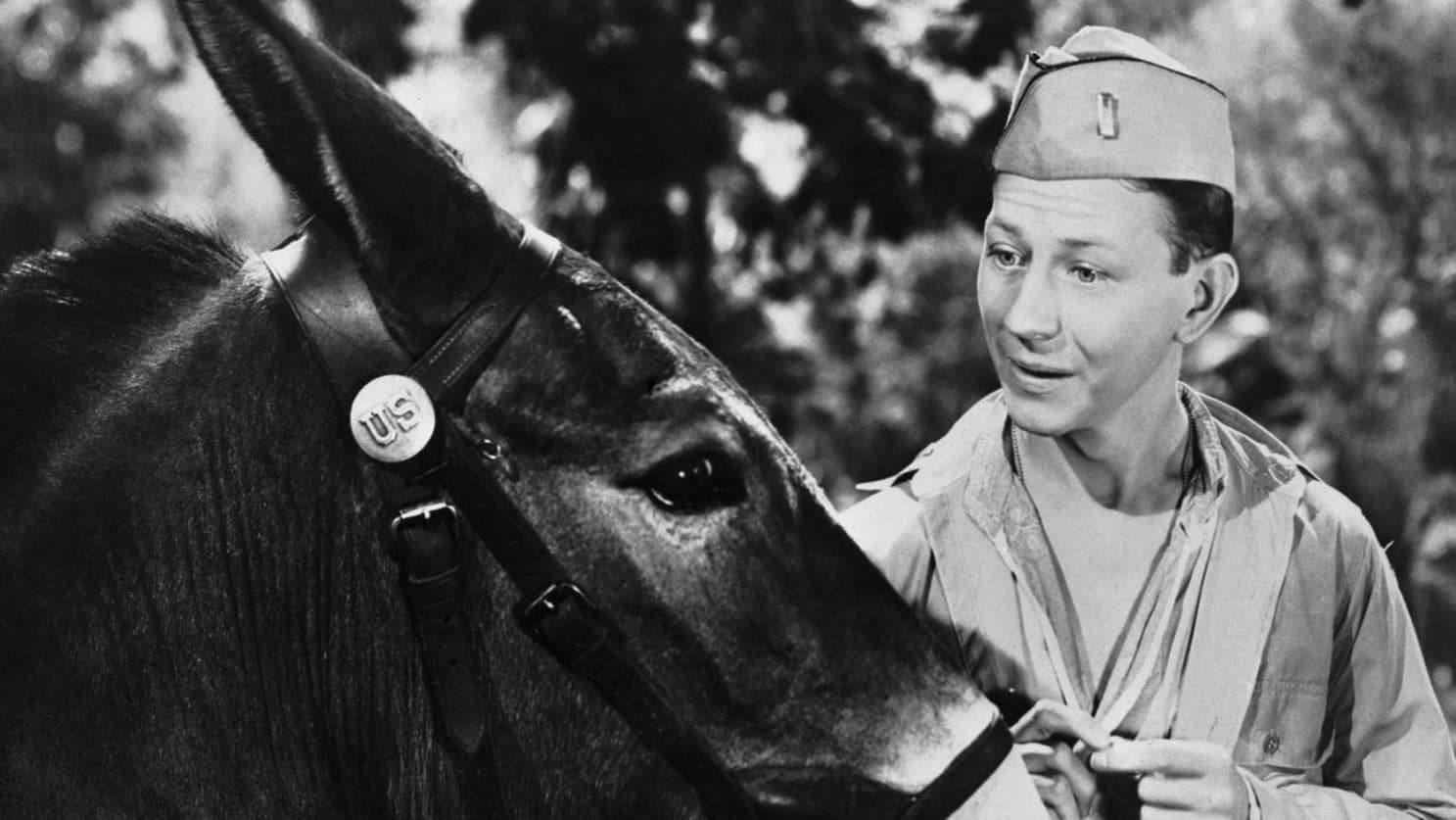 Francis il mulo parlante