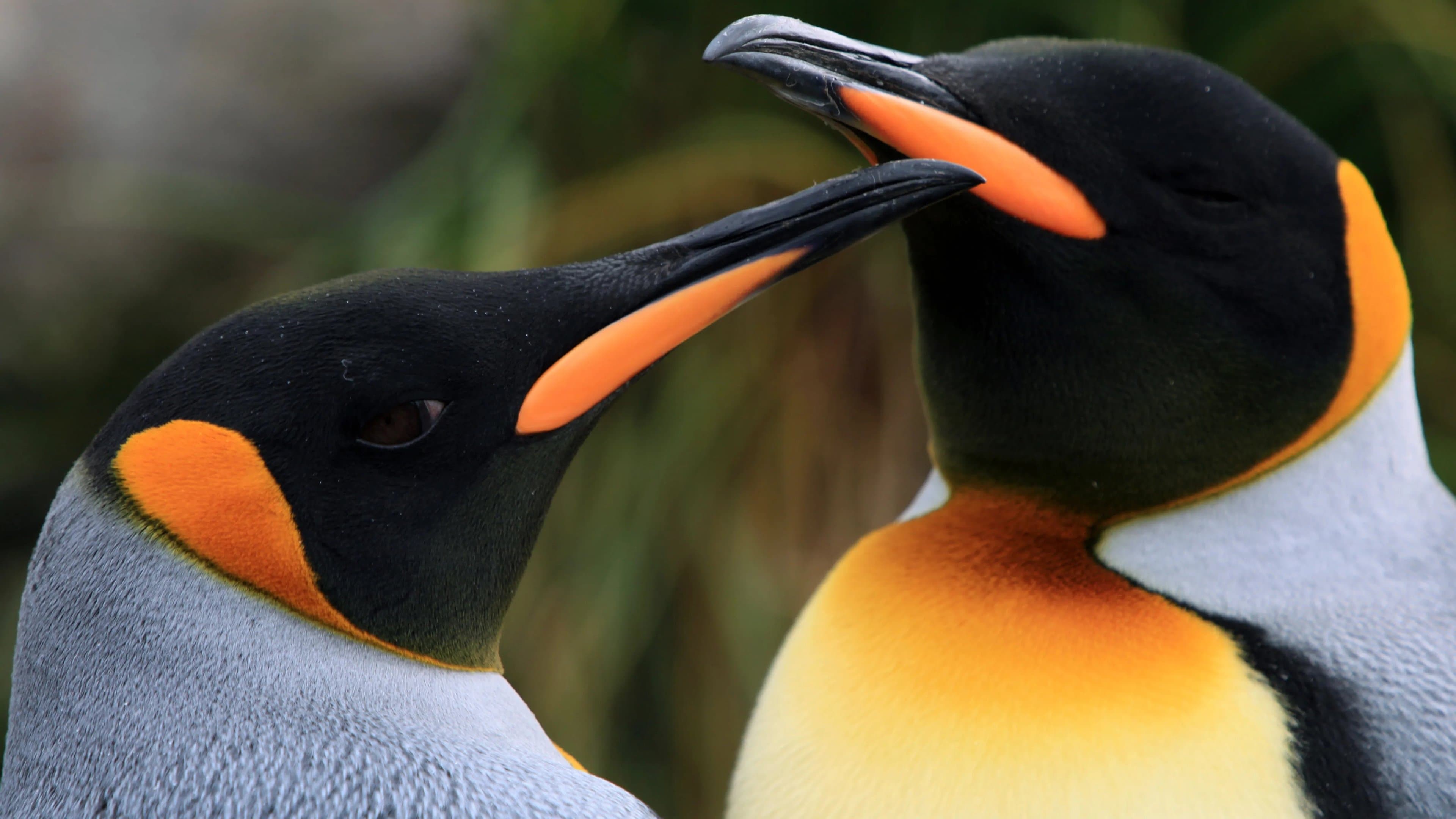 The Penguin King - In marcia per la vita