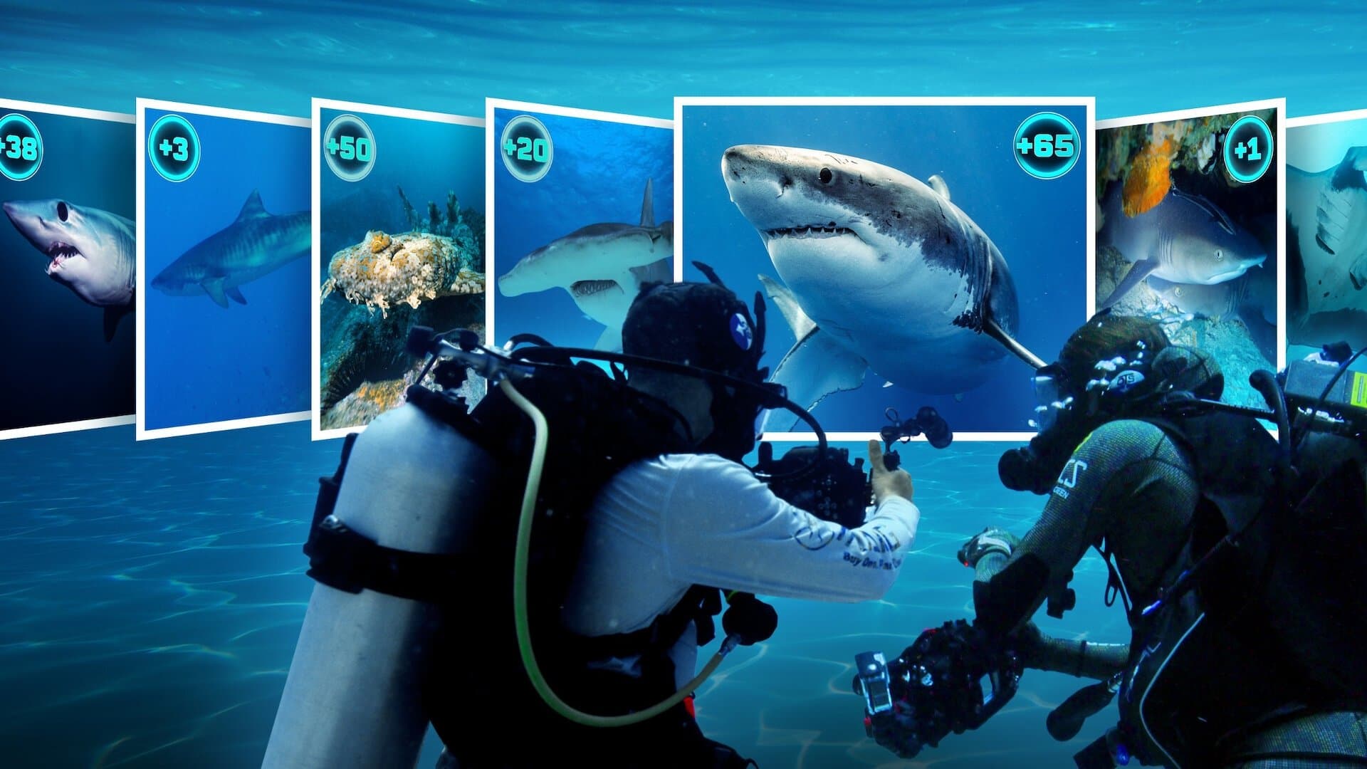 All the Sharks - In cerca di squali