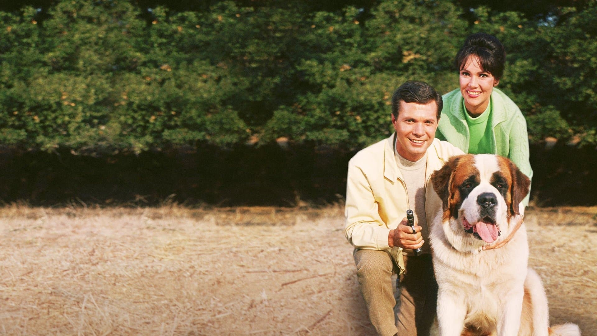 Bernardo, cane ladro e bugiardo