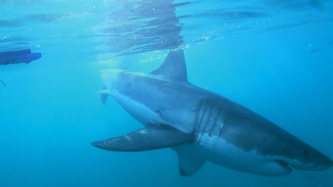 Mondo sommerso - The Magic of the Big Blue