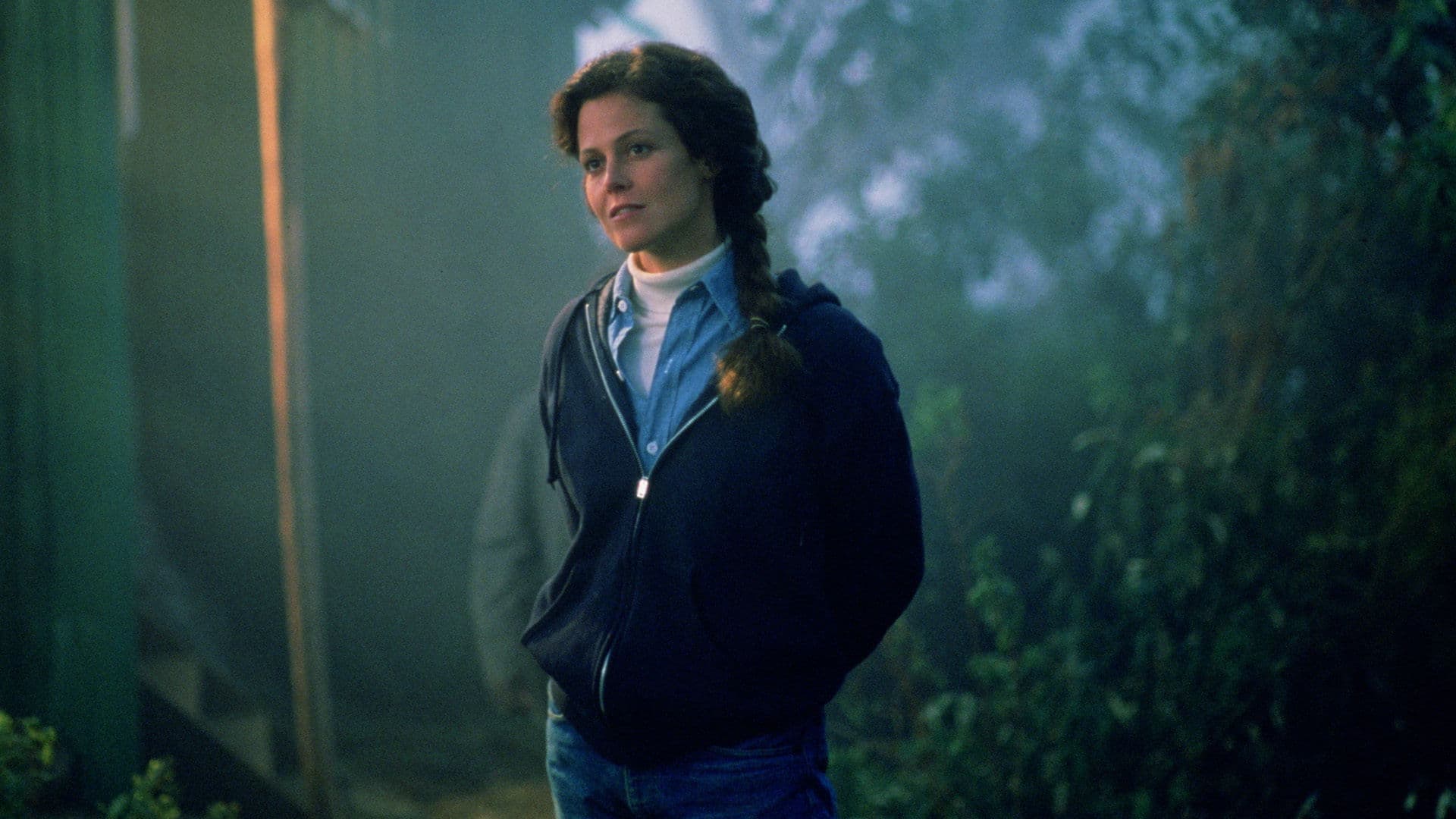 Gorilla nella nebbia