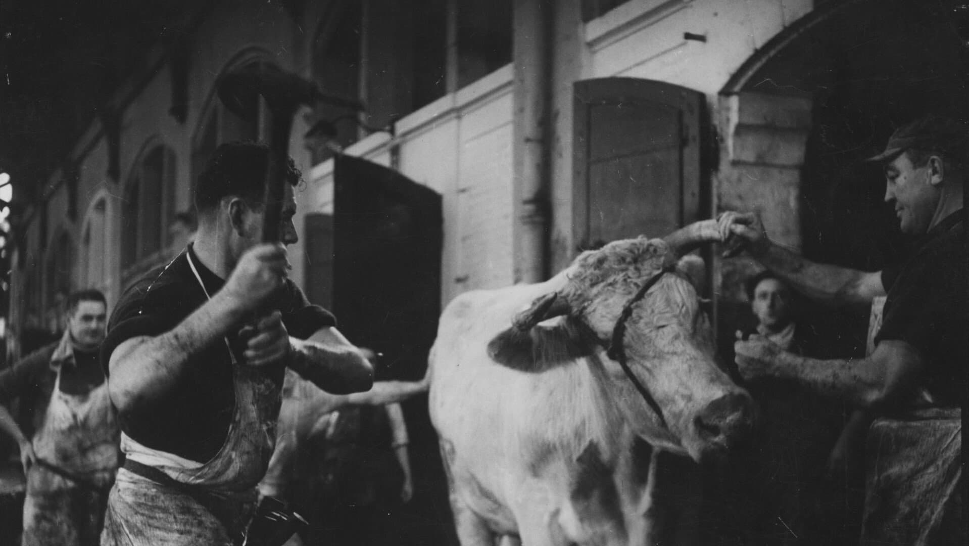 Il sangue della bestia