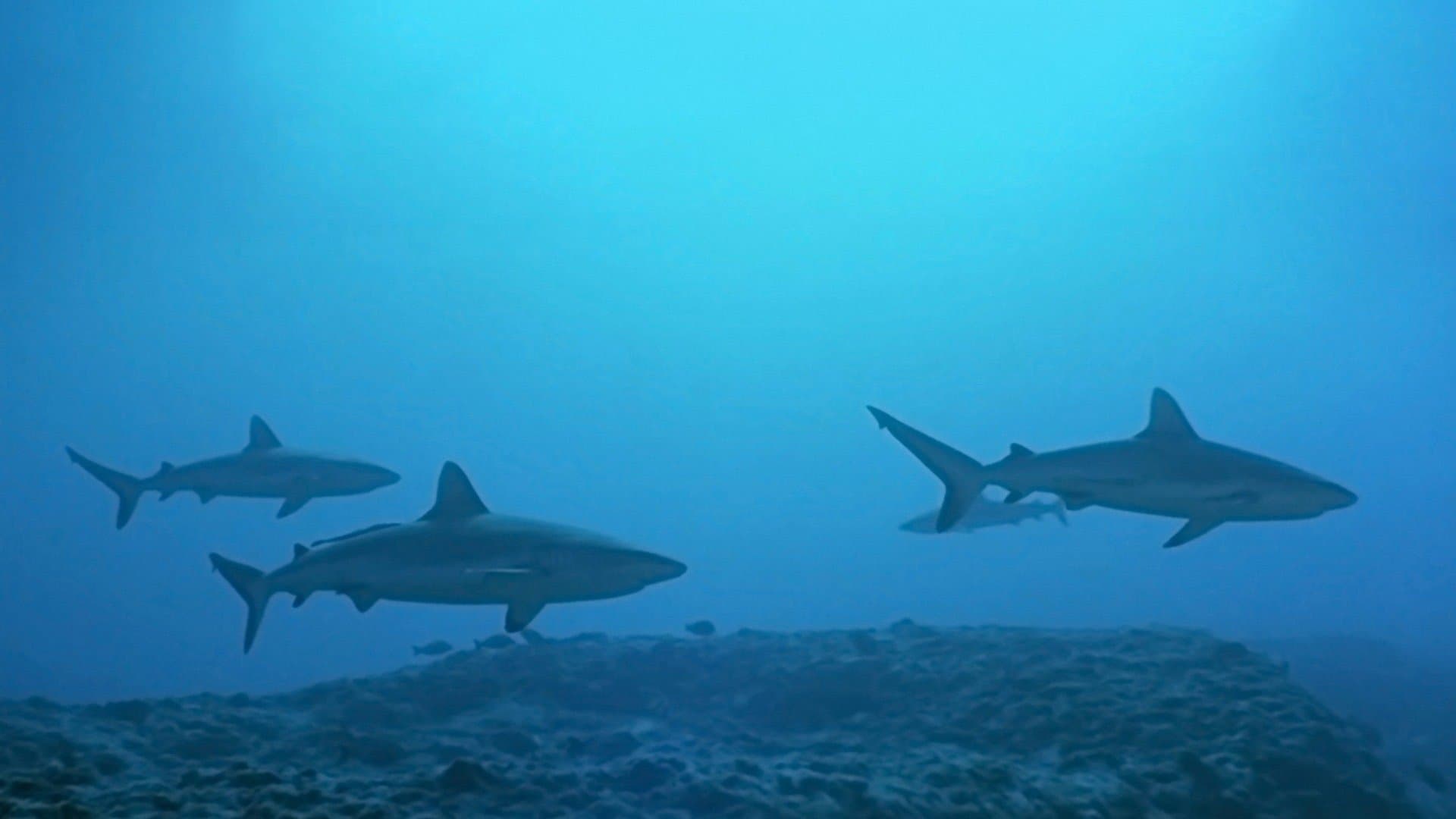 Atlantis - Le creature del mare