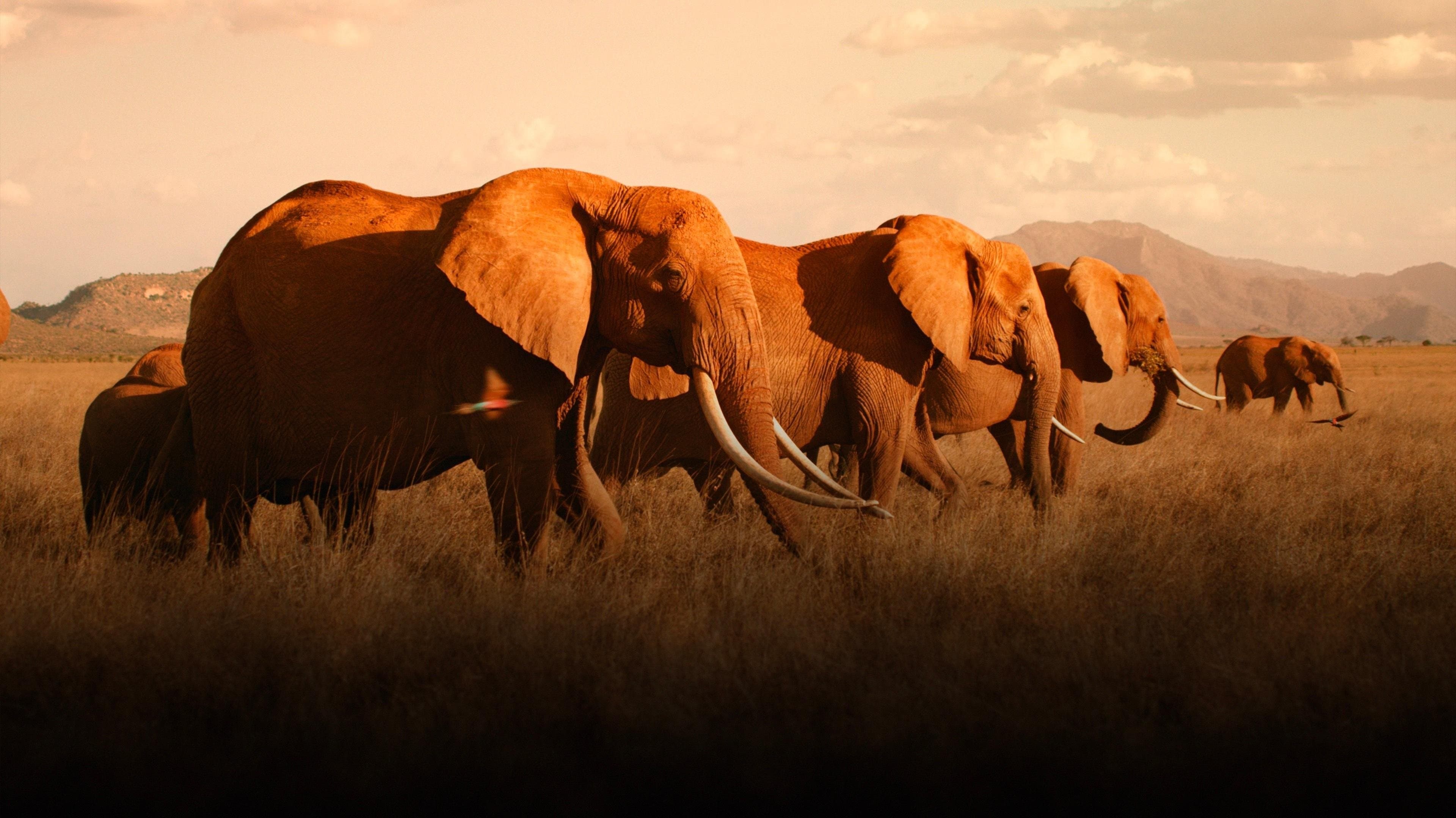 La madre degli elefanti