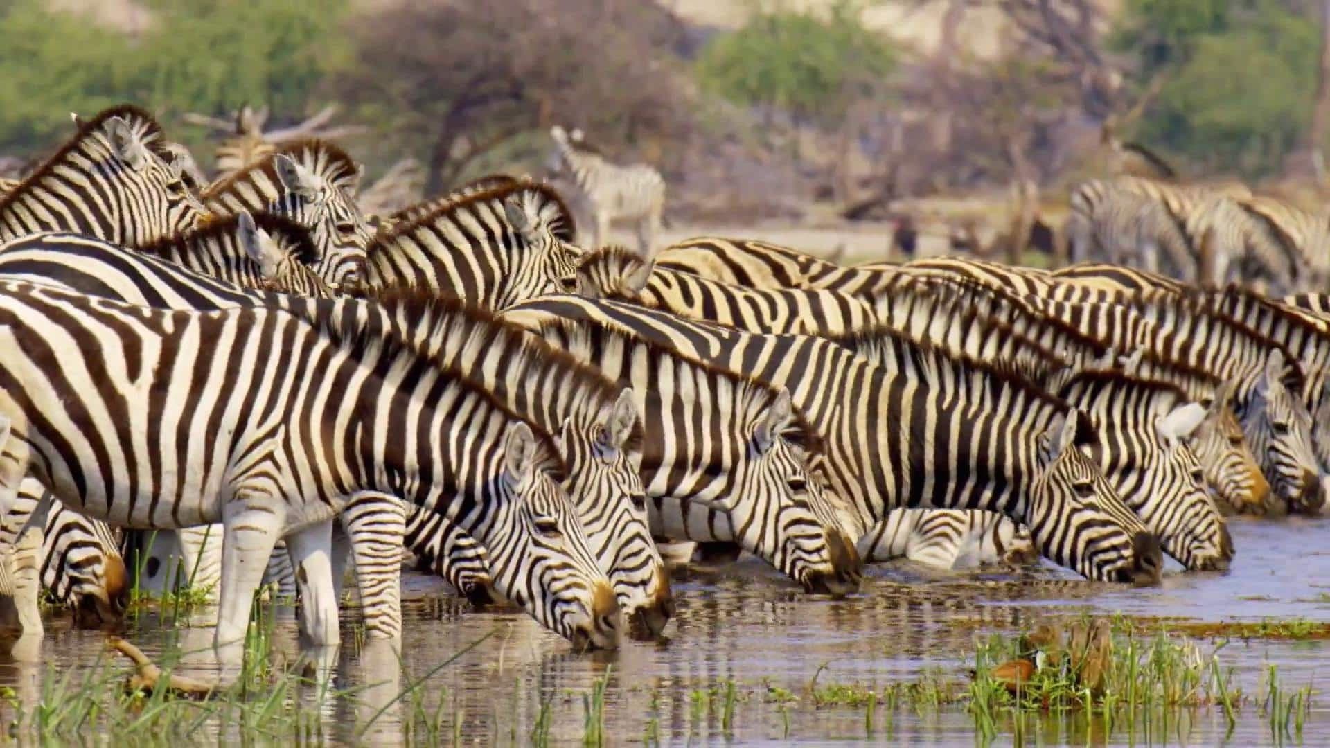 Merveilles d’Afrique