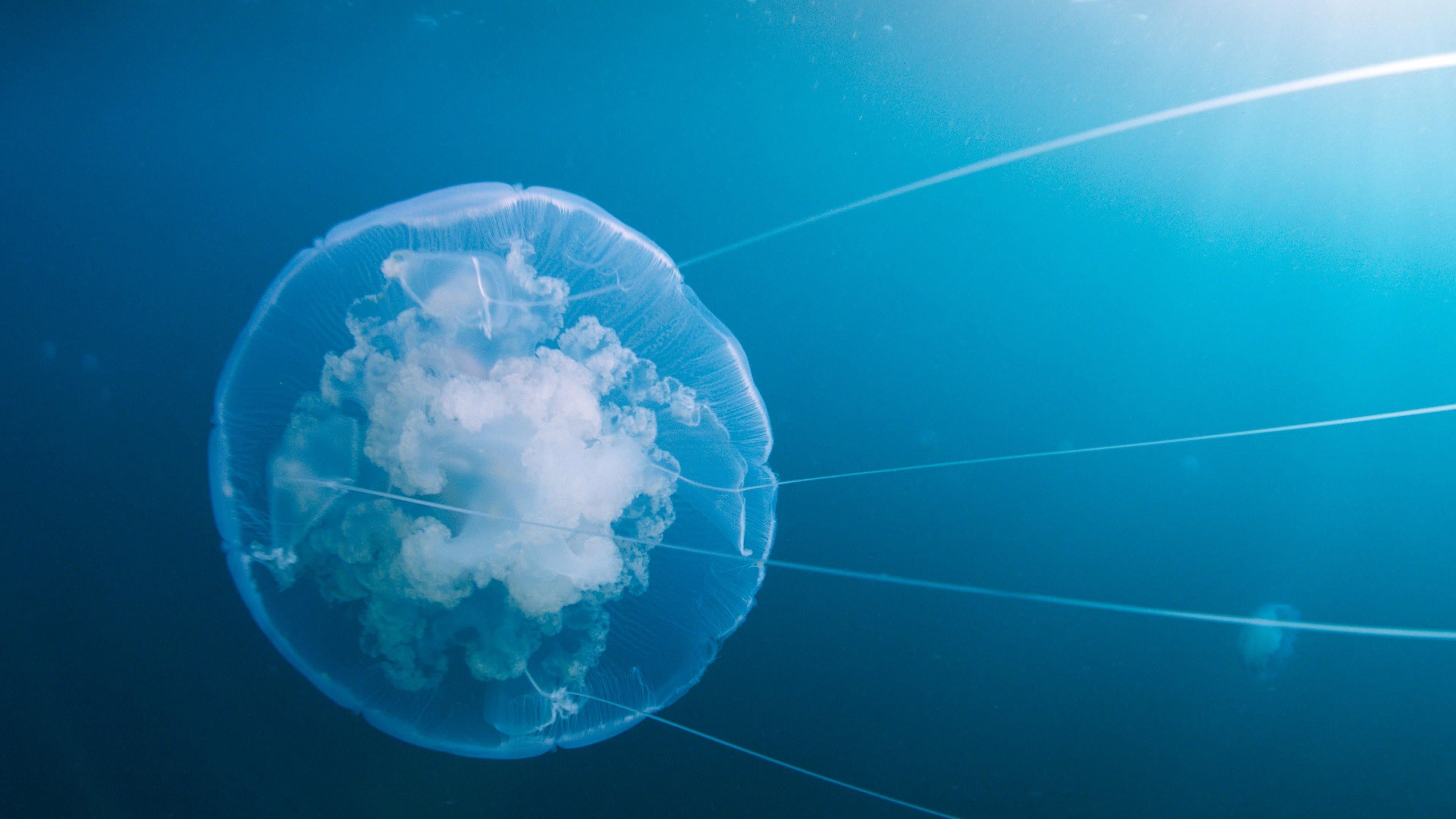 Voyage of Time - Il cammino della vita