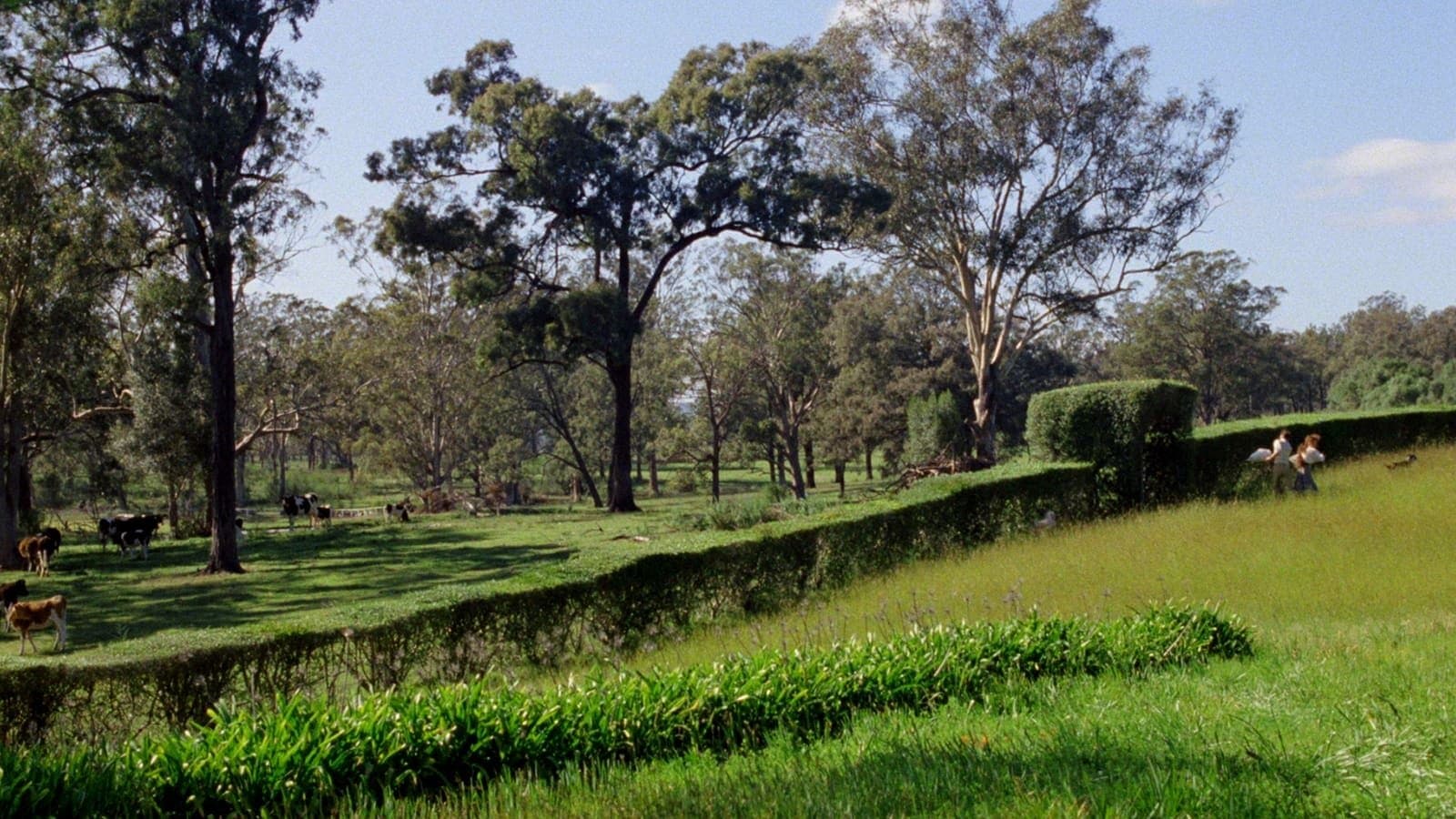 La mia brillante carriera