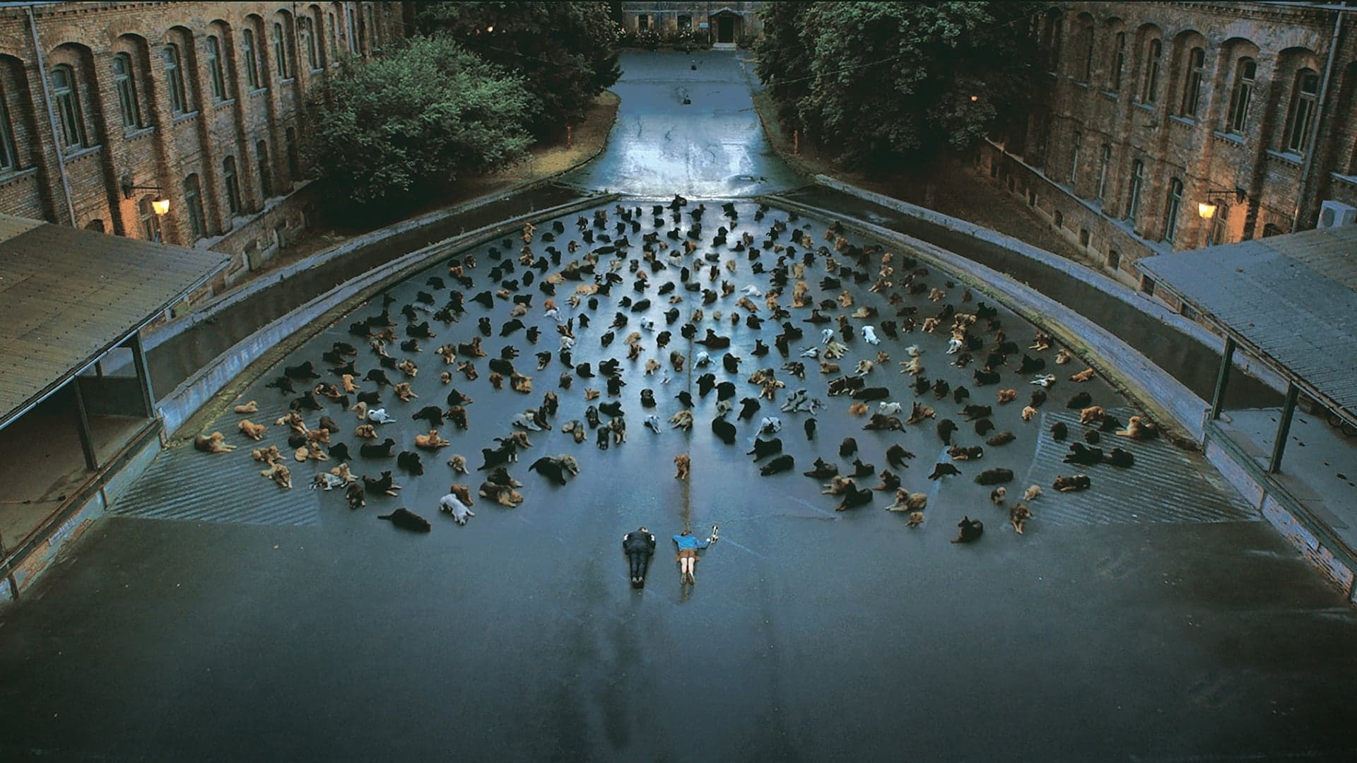 White God - Sinfonia per Hagen