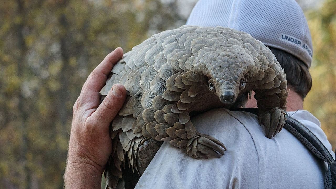 Pangolin
