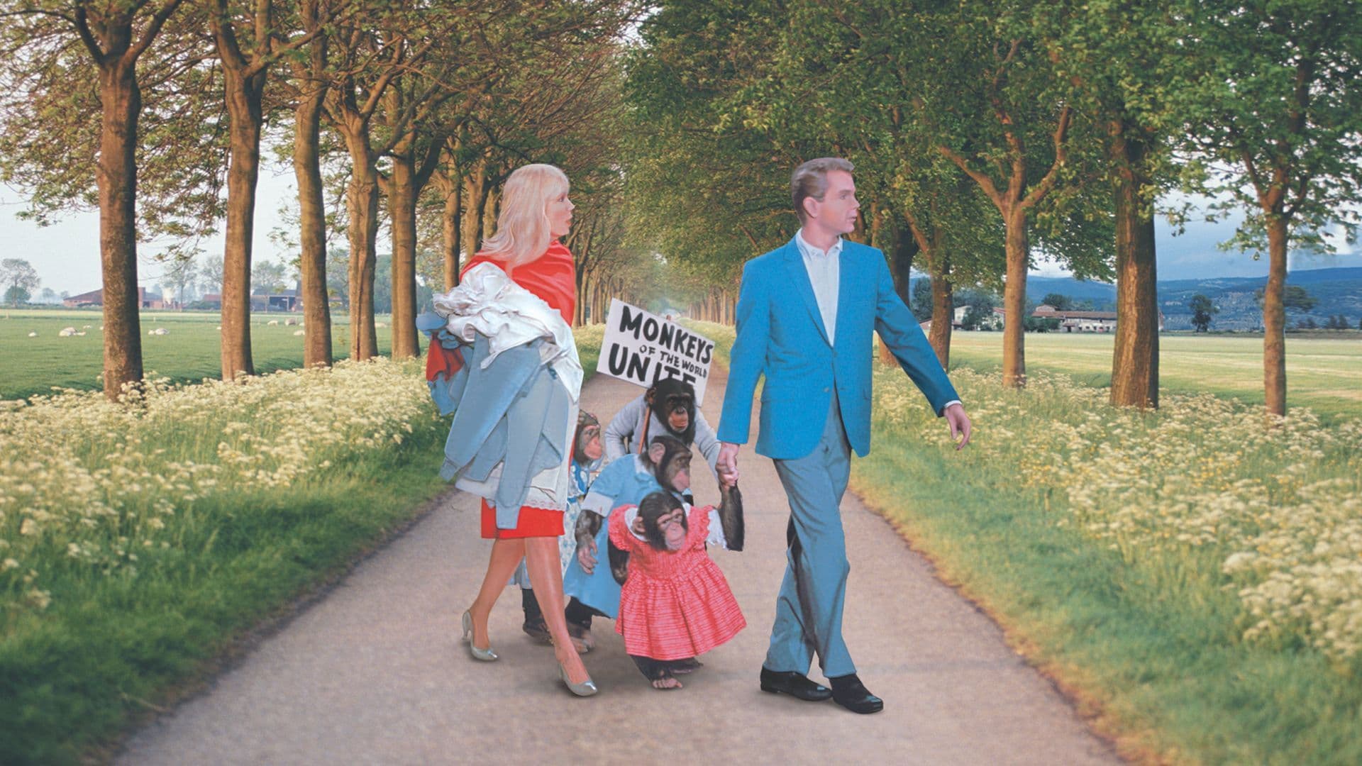 Scimmie tornatevene a casa!