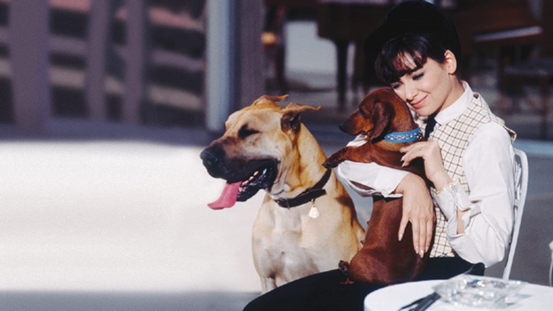 4 bassotti per 1 danese