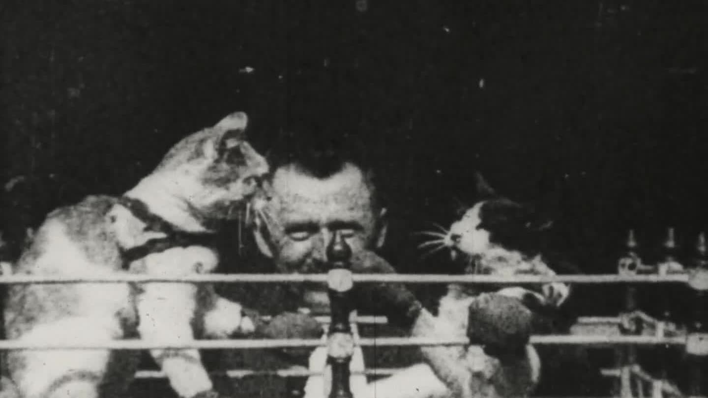 Prof. Welton's Boxing Cats