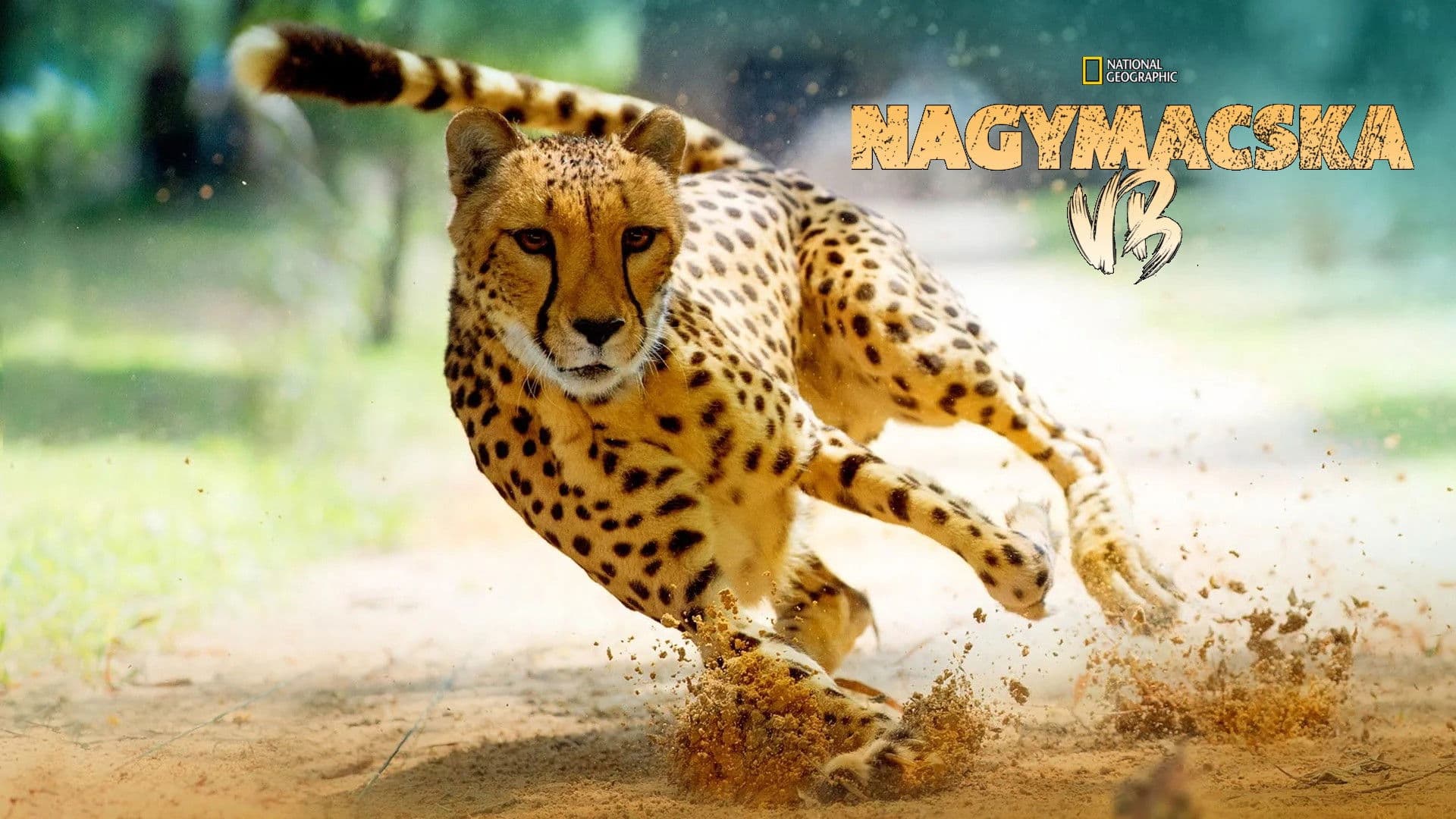 Felini: Sfida Finale