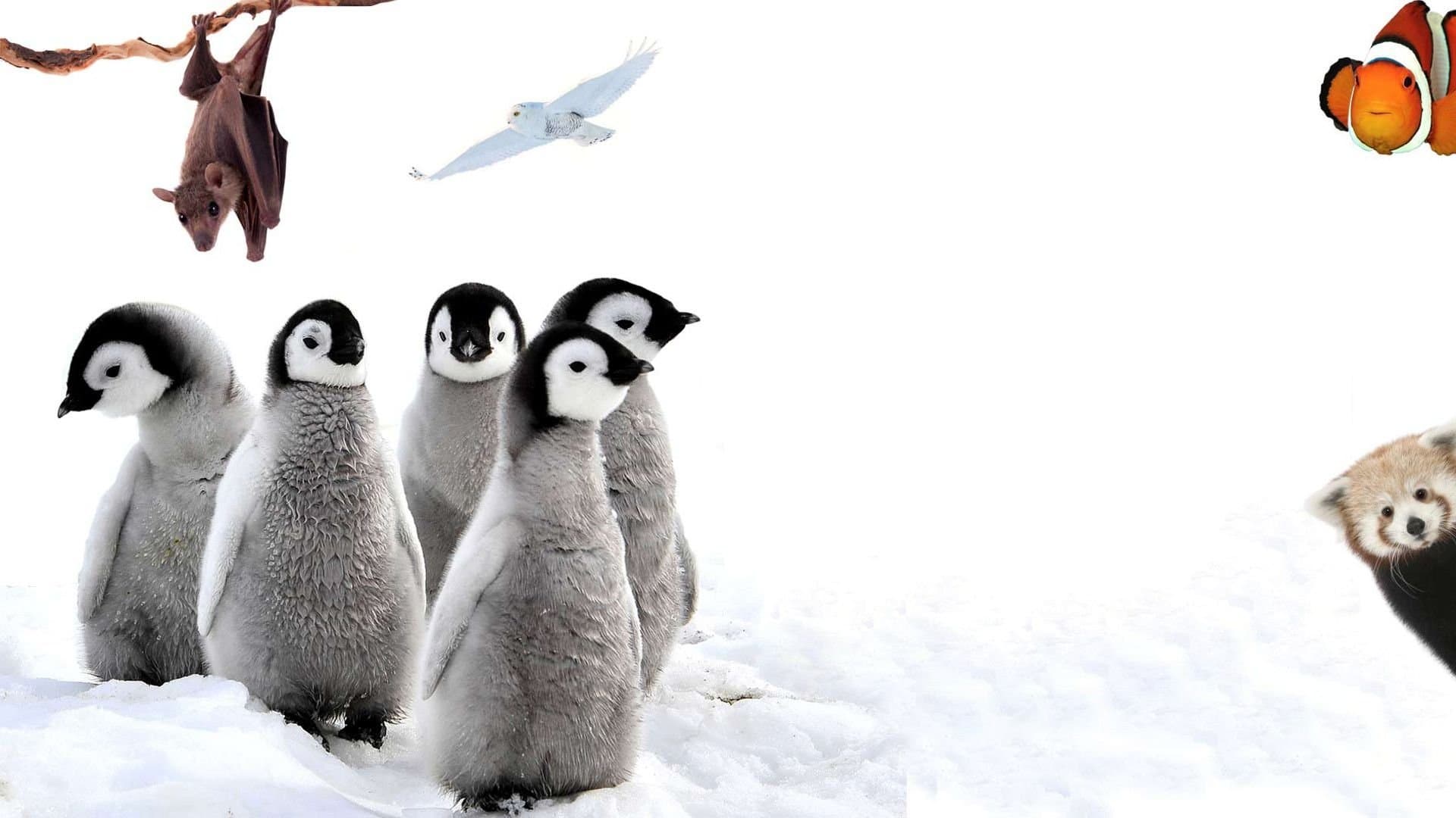 72 animali tenerissimi