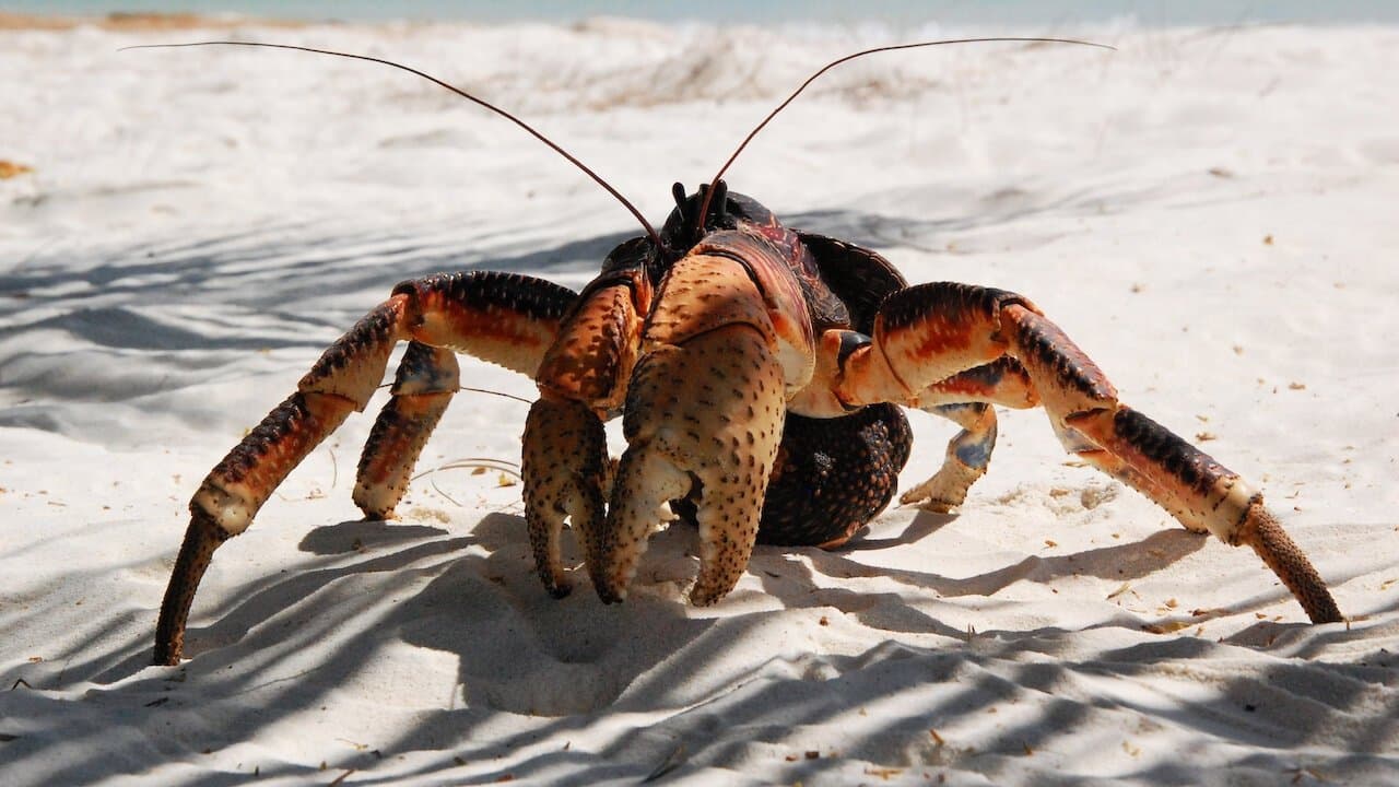 Aldabra - C'era una volta un'isola