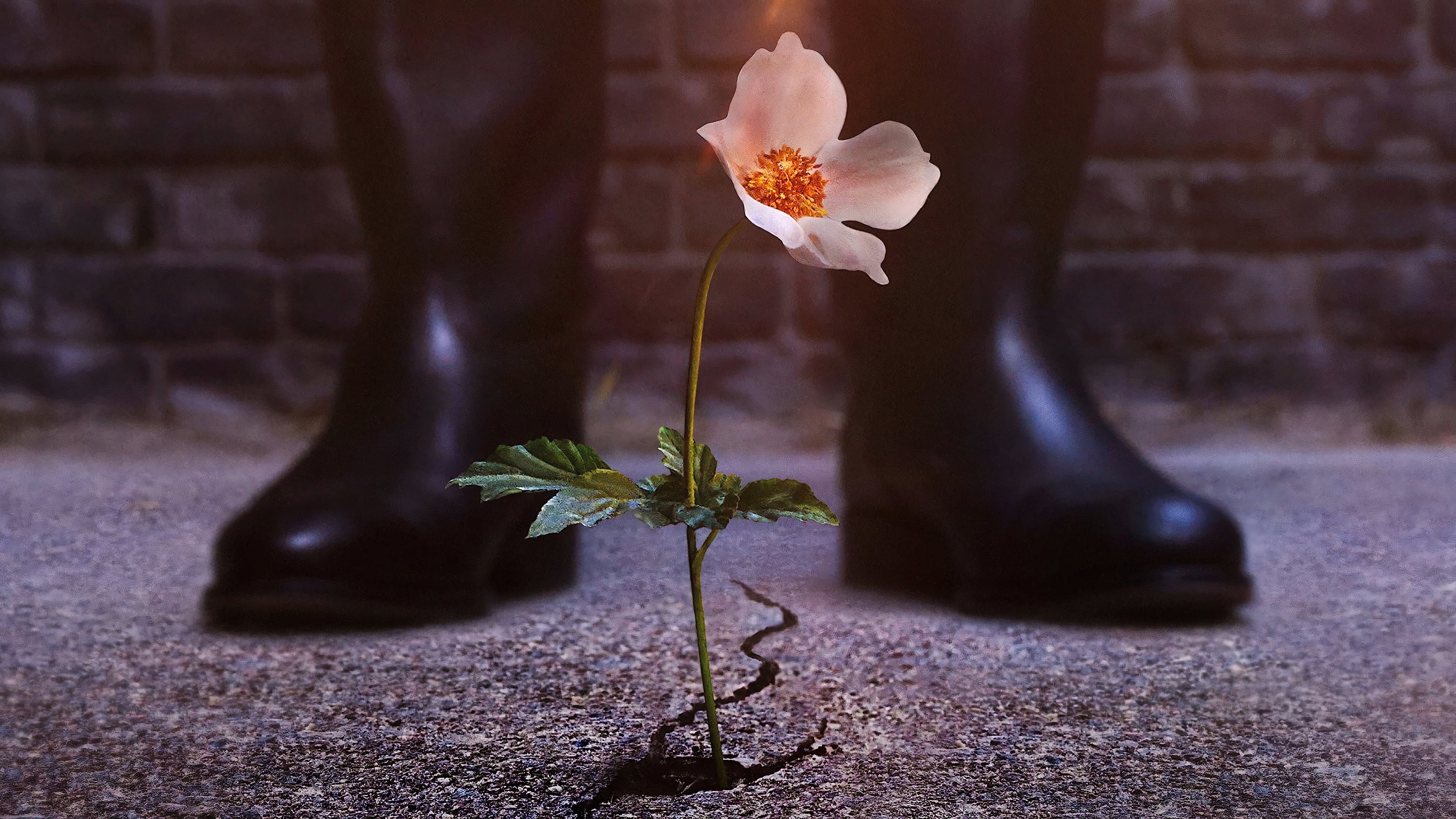 L'uomo nell'alto castello