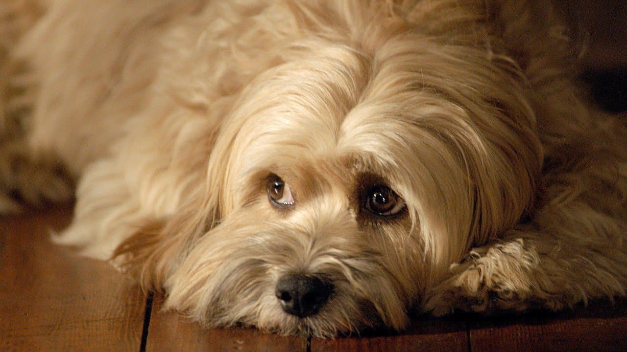 Per amore di Beniamino