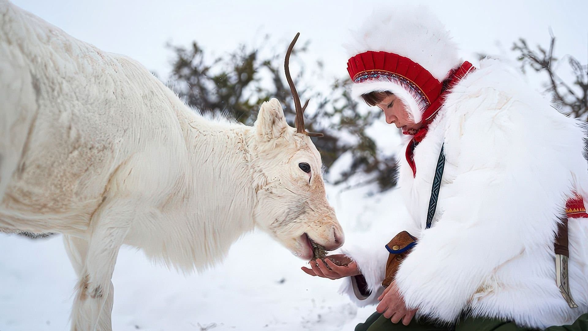 La ragazza delle renne