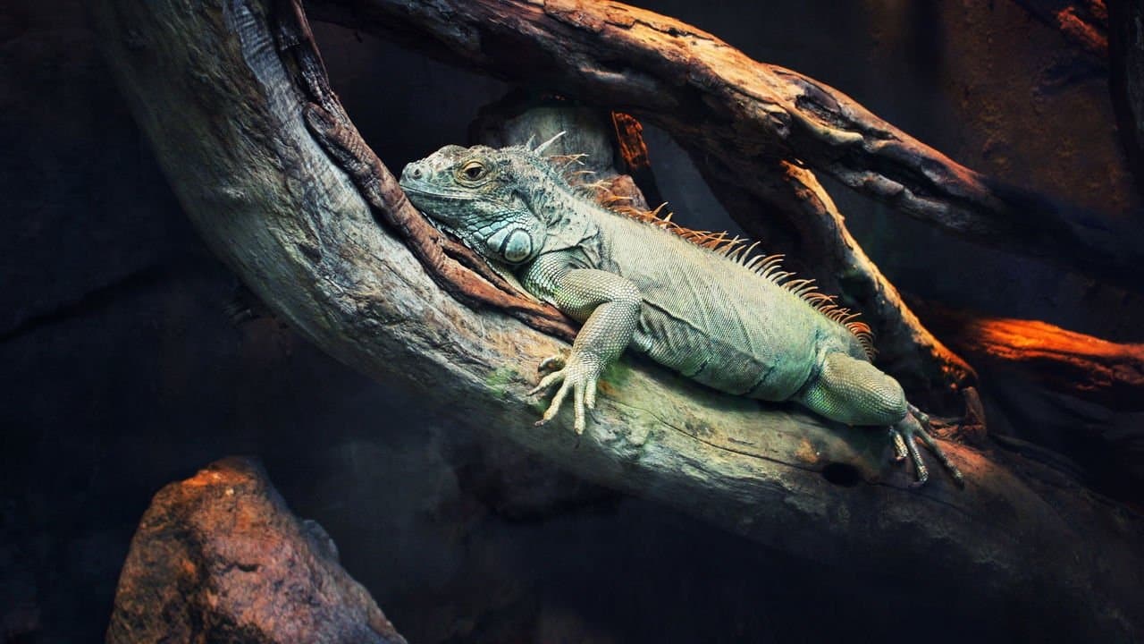 72 animali pericolosi: America Latina