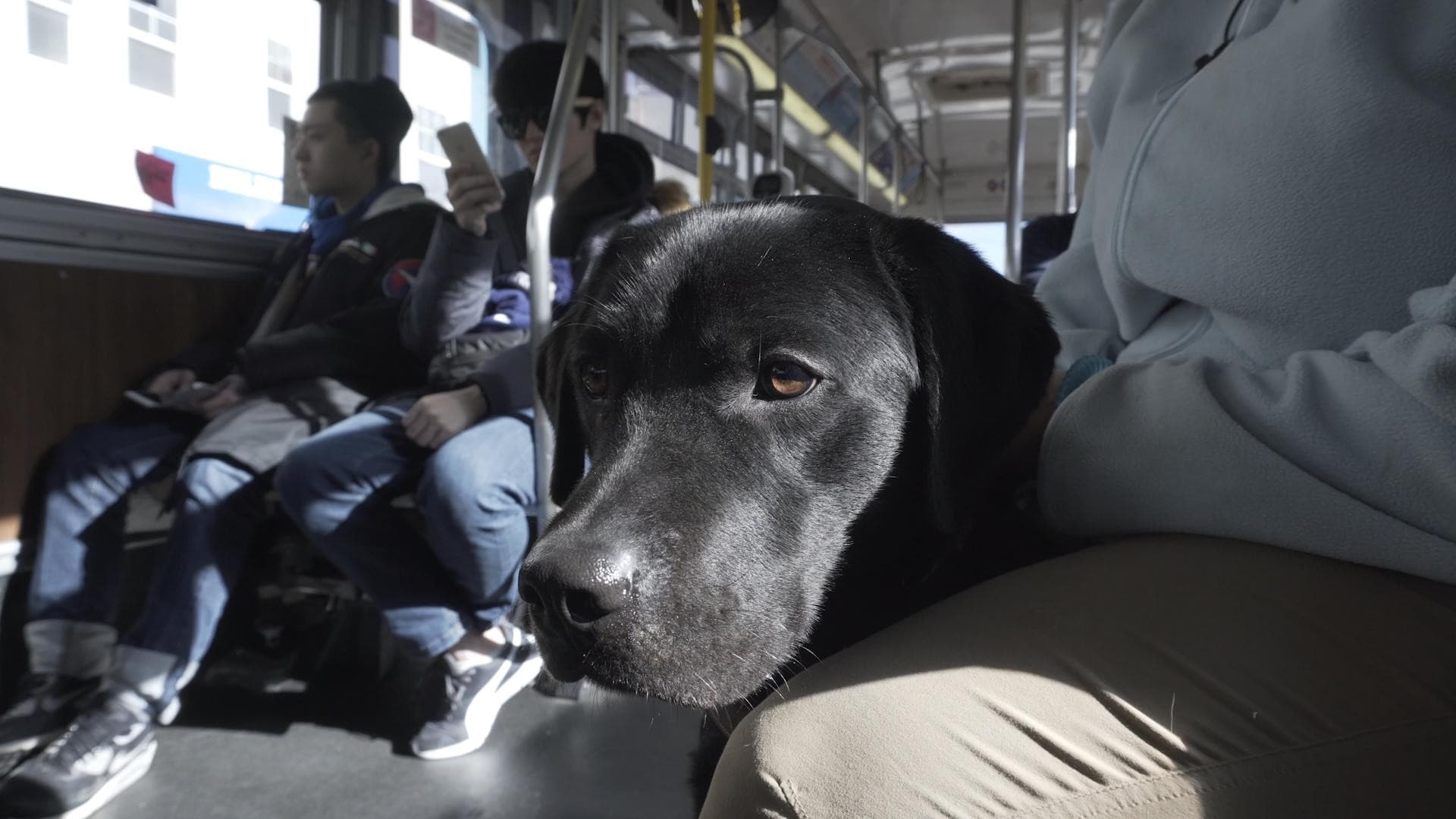 Piccoli Cani da guida crescono