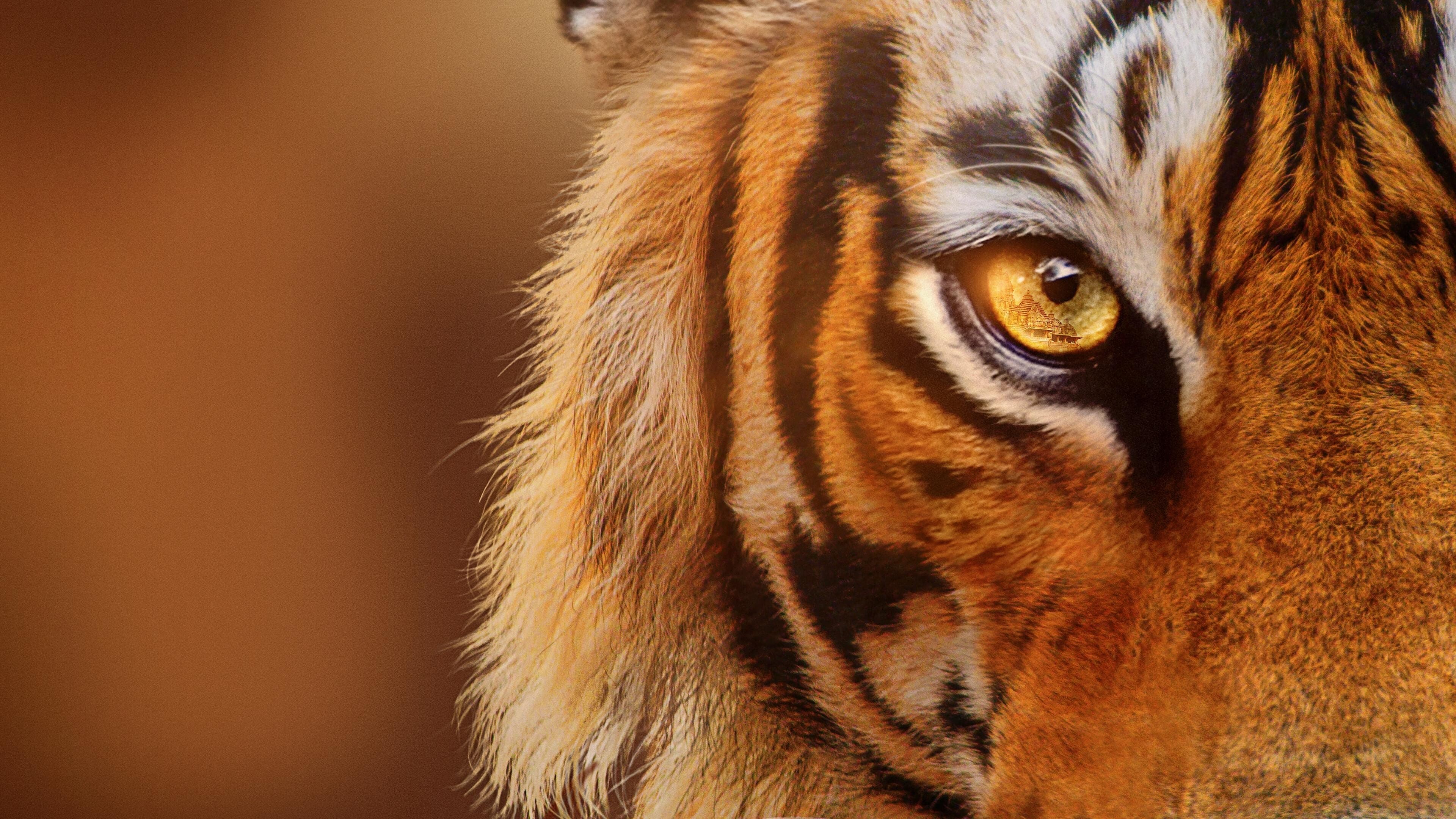 Tiger – Behind the scenes