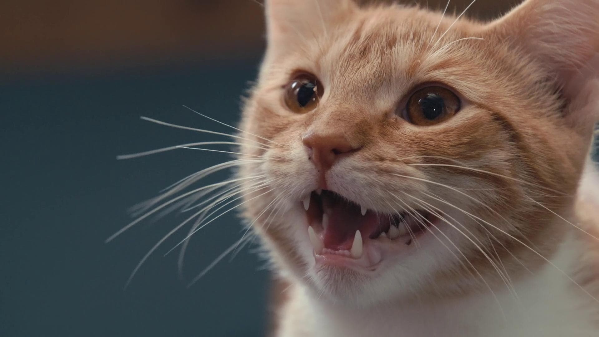 Nella mente di un gatto