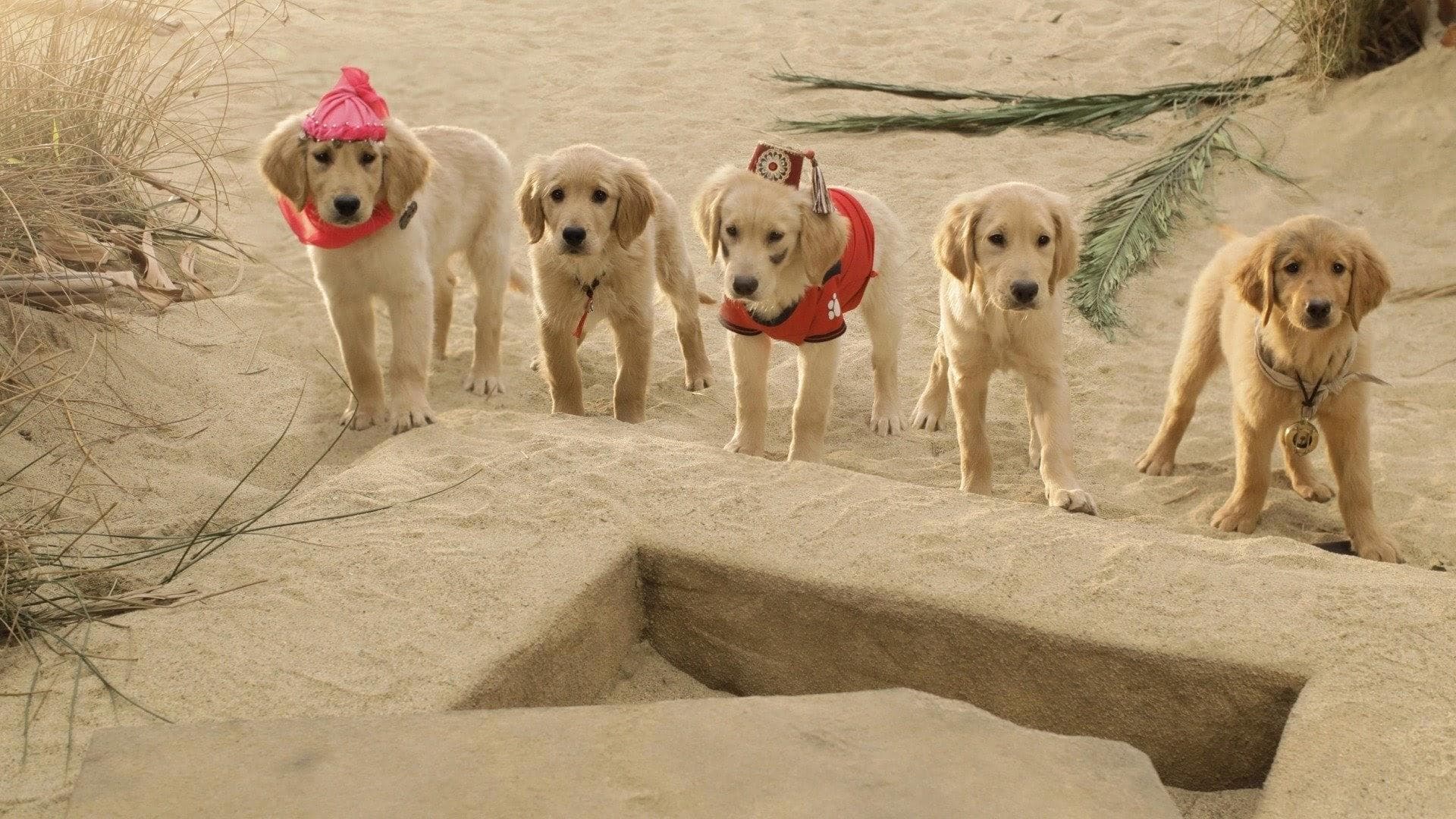 Supercuccioli a caccia di tesori