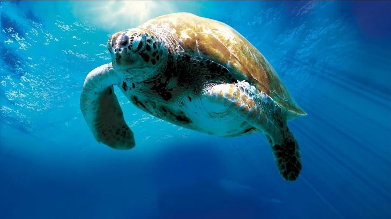L'incredibile viaggio della tartaruga