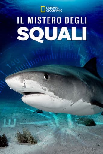 Il mistero degli squali