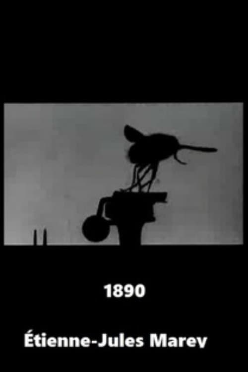 Vol de la grosse mouche bleue