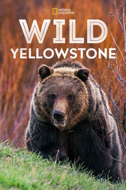 Destination Wild: Yellowstone
