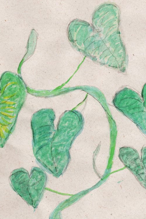 E as minhas plantas?