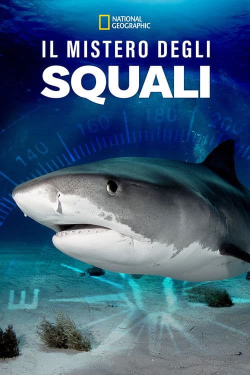 Il mistero degli squali