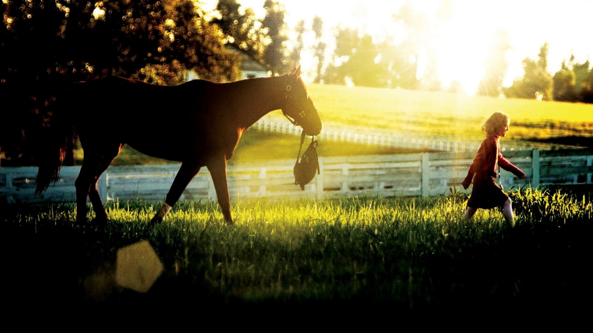 Dreamer - La strada per la vittoria